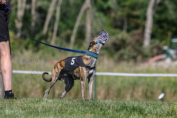 Program 1, Race 6 Sting tusi Roxy Meatloaf EllieMae-1116