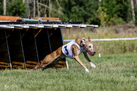 Program 1, Race 1 Puppy Hex-0828