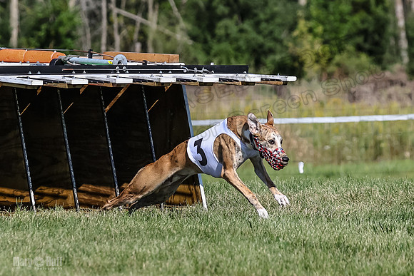 Program 1, Race 1 Puppy Hex-0828