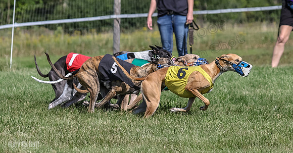 Program 1, Race 6 Sting tusi Roxy Meatloaf EllieMae-1138