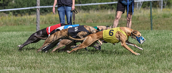 Program 1, Race 6 Sting tusi Roxy Meatloaf EllieMae-1139