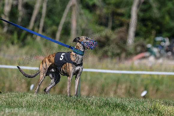Program 1, Race 6 Sting tusi Roxy Meatloaf EllieMae-1110