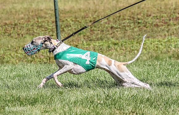 Program 1, Race 7 Zelda Sneakers Shimmy Mimic Jethro-1185