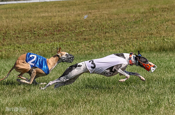 Program 1, Race 4 Charlotte Fia Chuck Bandit Blaze Denim-1006-2