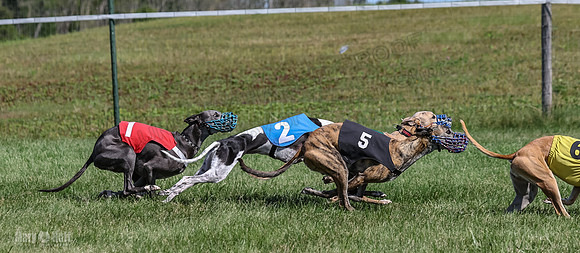 Program 1, Race 6 Sting tusi Roxy Meatloaf EllieMae-1148