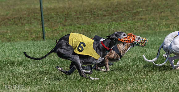 Program 1, Race 5 Conway Pearl Tissy Tina Bogie-1062