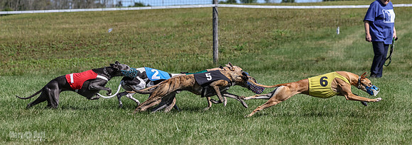 Program 1, Race 6 Sting tusi Roxy Meatloaf EllieMae-1149