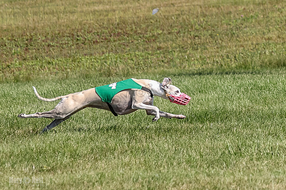 Program 1, Race 2 Jett Bolty Smokey Nathalia Zen Clover-0887-2