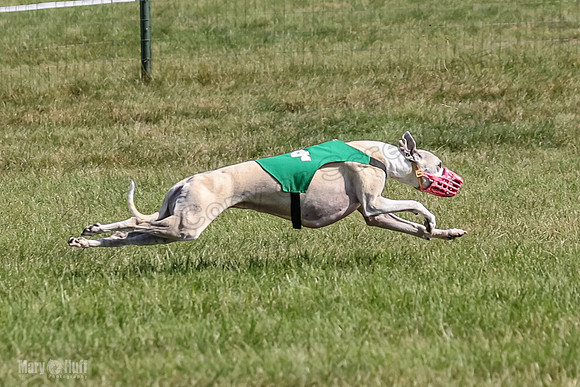 Program 1, Race 2 Jett Bolty Smokey Nathalia Zen Clover-0891