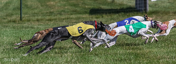 Program 1, Race 5 Conway Pearl Tissy Tina Bogie-1067
