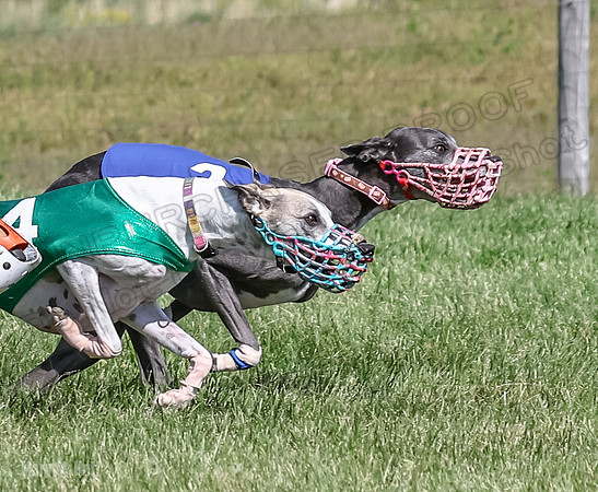 Program 1, Race 7 Zelda Sneakers Shimmy Mimic Jethro-1221