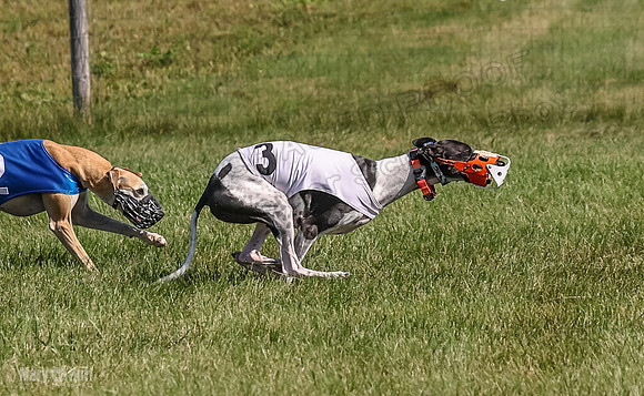 Program 1, Race 4 Charlotte Fia Chuck Bandit Blaze Denim-1008