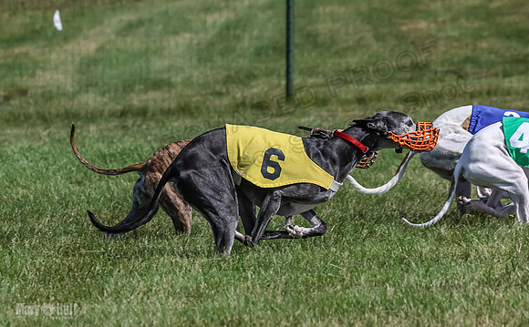 Program 1, Race 5 Conway Pearl Tissy Tina Bogie-1066