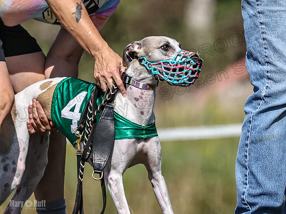 Program 1, Race 7 Zelda Sneakers Shimmy Mimic Jethro-1197