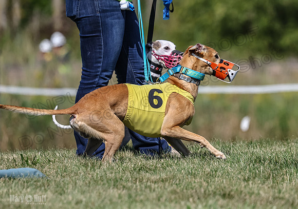 Program 1, Race 7 Zelda Sneakers Shimmy Mimic Jethro-1196