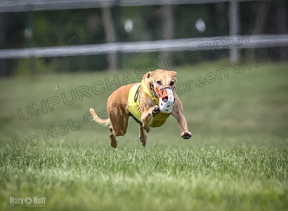 Program 2, Race 4 Sting Charlotte Riley Bogie Jethro-1738
