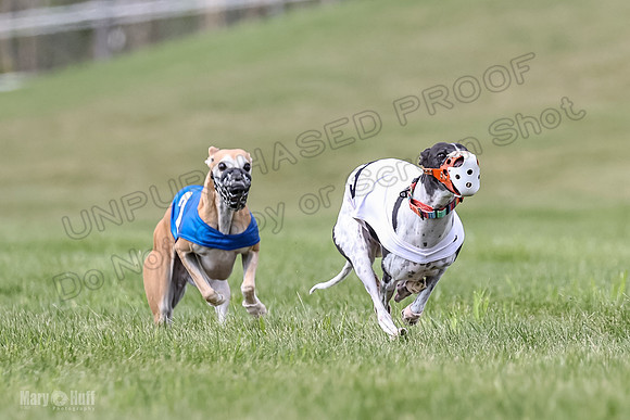Program 2, Race 2 Gambit Fia Chuch Bolty Nathalia Trillian-1649