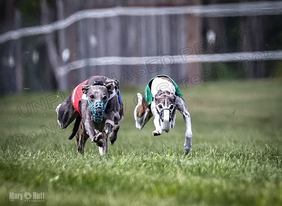 Program 2, Race 4 Sting Charlotte Riley Bogie Jethro-1739