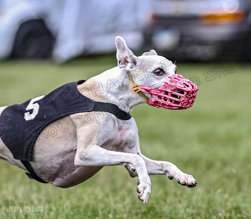 Program 2, Race 2 Gambit Fia Chuch Bolty Nathalia Trillian-1671