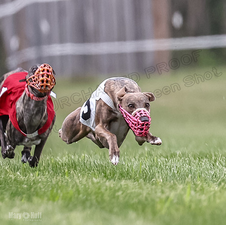 Program 2, Race 8 Talim Tristan Tara Veela Frankie Eagle-1854