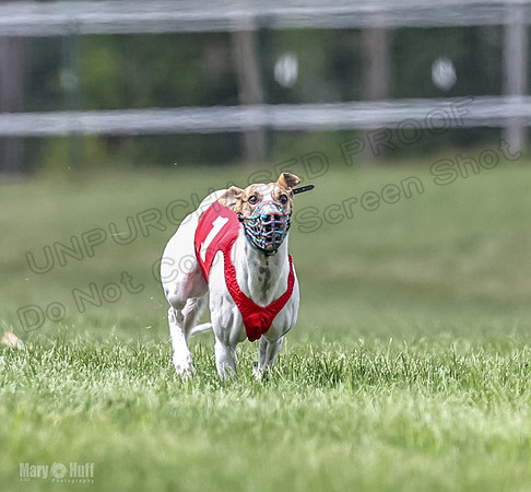 Program 2, Race 5 Pearl Piper Jett Blaze Zelda-1763