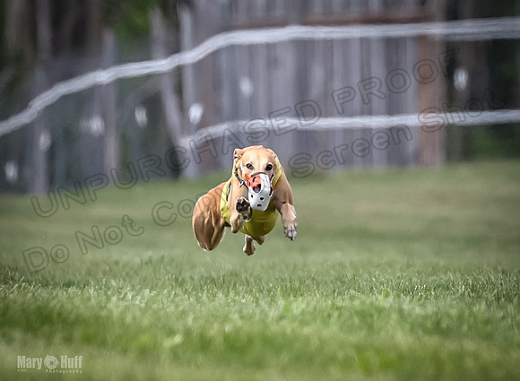 Program 2, Race 4 Sting Charlotte Riley Bogie Jethro-1729