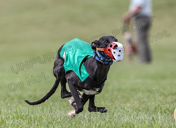Program 2, Race 2 Gambit Fia Chuch Bolty Nathalia Trillian-1658