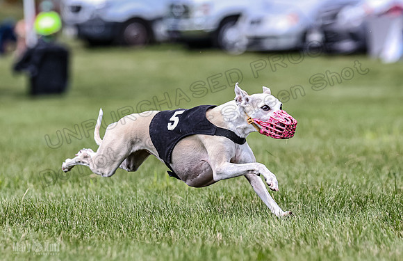 Program 2, Race 2 Gambit Fia Chuch Bolty Nathalia Trillian-1670