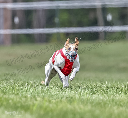 Program 2, Race 5 Pearl Piper Jett Blaze Zelda-1761