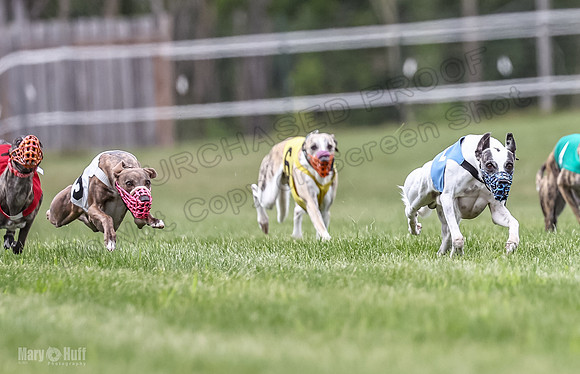 Program 2, Race 8 Talim Tristan Tara Veela Frankie Eagle-1854-2