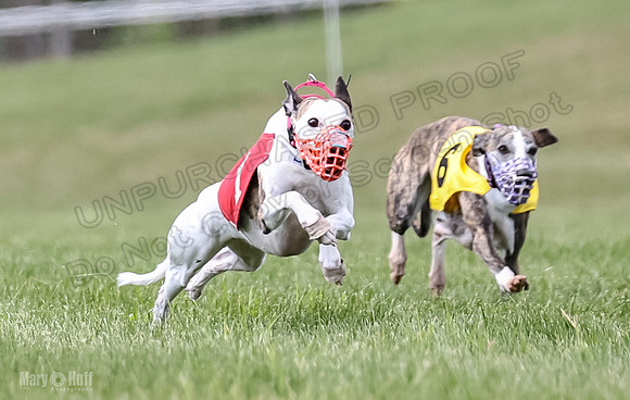 Program 2, Race 2 Gambit Fia Chuch Bolty Nathalia Trillian-1639