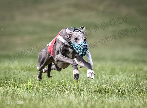 Program 2, Race 4 Sting Charlotte Riley Bogie Jethro-1748