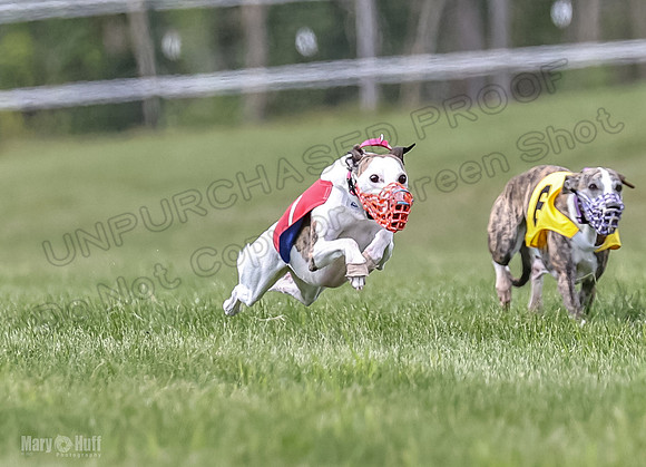 Program 2, Race 2 Gambit Fia Chuch Bolty Nathalia Trillian-1635