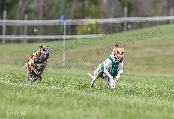 Program 2, Race 7 Shimmy TheFonz Conway Bandit Meatloaf-1823