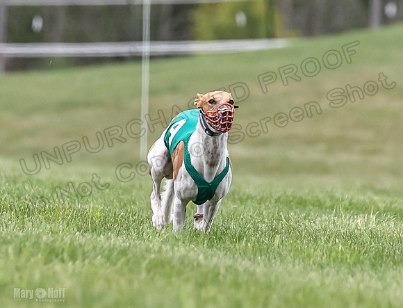 Program 2, Race 7 Shimmy TheFonz Conway Bandit Meatloaf-1821