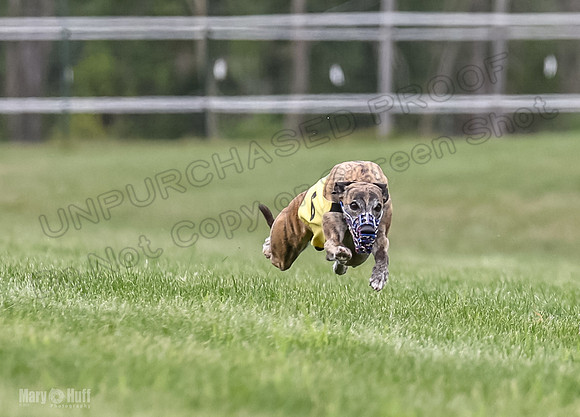 Program 2, Race 7 Shimmy TheFonz Conway Bandit Meatloaf-1820