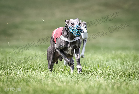 Program 2, Race 4 Sting Charlotte Riley Bogie Jethro-1747