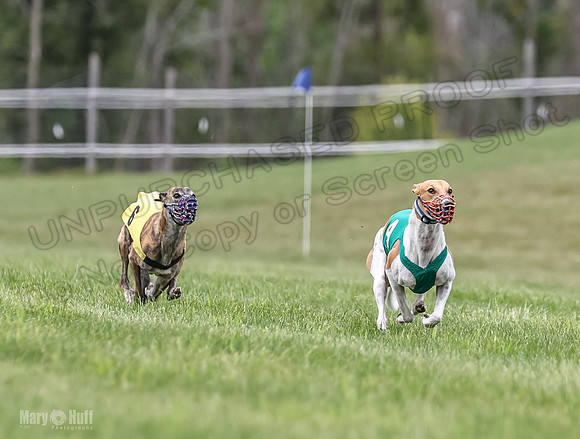 Program 2, Race 7 Shimmy TheFonz Conway Bandit Meatloaf-1822