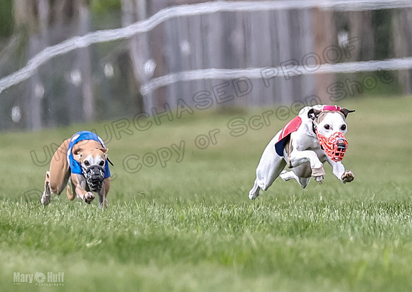 Program 2, Race 2 Gambit Fia Chuch Bolty Nathalia Trillian-1627
