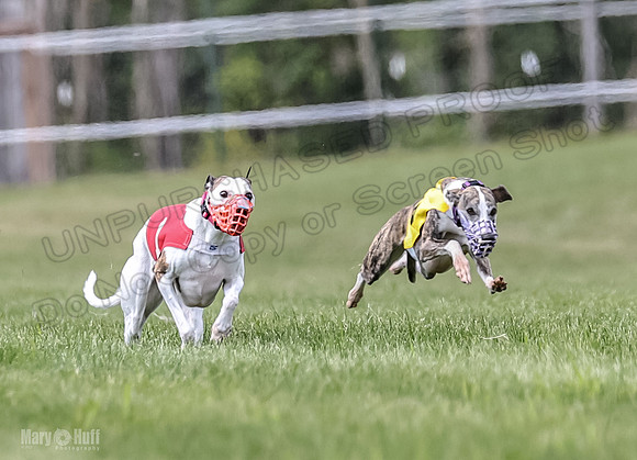 Program 2, Race 2 Gambit Fia Chuch Bolty Nathalia Trillian-1630