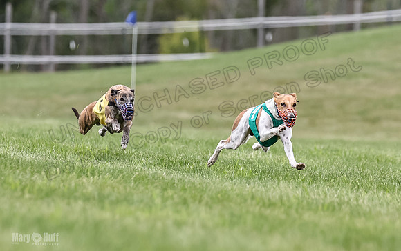 Program 2, Race 7 Shimmy TheFonz Conway Bandit Meatloaf-1824