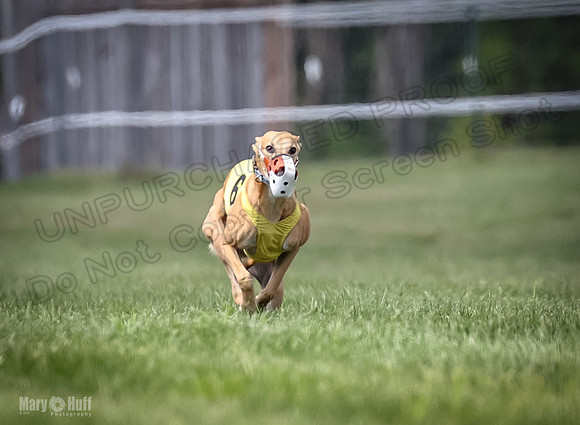 Program 2, Race 4 Sting Charlotte Riley Bogie Jethro-1732