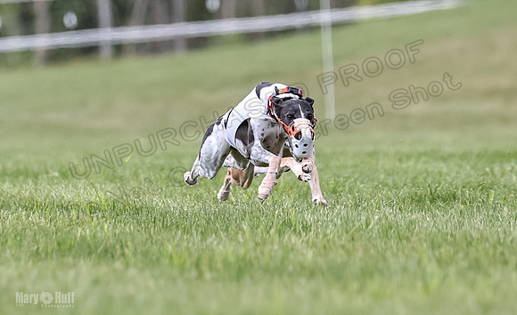 Program 2, Race 2 Gambit Fia Chuch Bolty Nathalia Trillian-1642