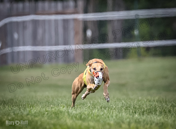 Program 2, Race 4 Sting Charlotte Riley Bogie Jethro-1733