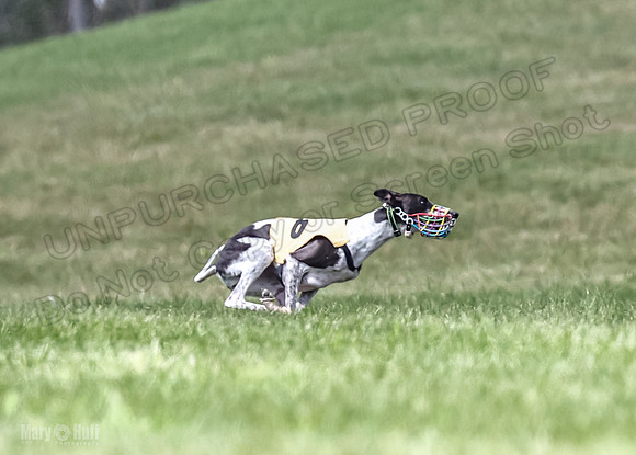 Program 2, Race 2 Gambit Fia Chuch Bolty Nathalia Trillian-1680