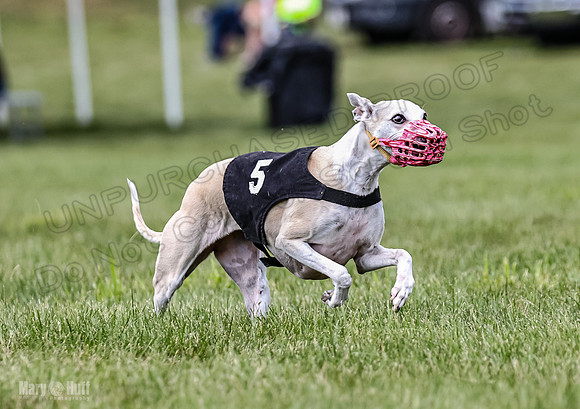 Program 2, Race 2 Gambit Fia Chuch Bolty Nathalia Trillian-1669