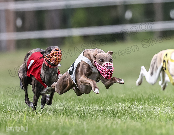 Program 2, Race 8 Talim Tristan Tara Veela Frankie Eagle-1858