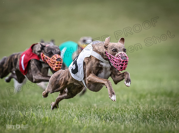 Program 2, Race 8 Talim Tristan Tara Veela Frankie Eagle-1870