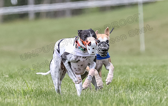 Program 2, Race 2 Gambit Fia Chuch Bolty Nathalia Trillian-1641