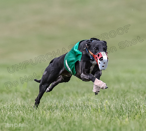 Program 2, Race 2 Gambit Fia Chuch Bolty Nathalia Trillian-1655